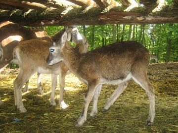 Angie 200